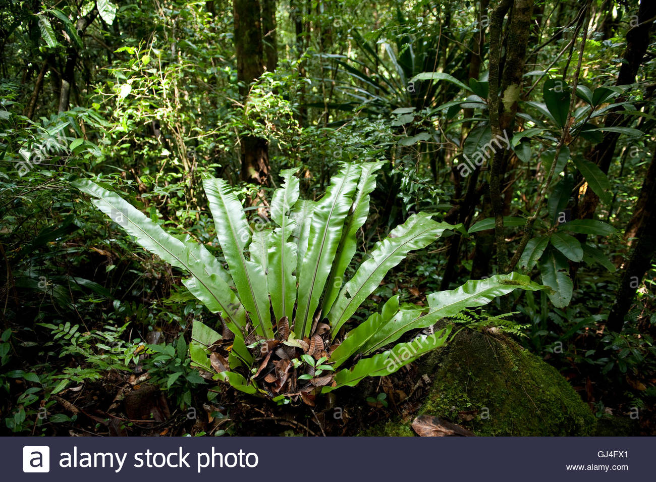 birds-nest-fern-asplenium-sp-madagascar-GJ4FX1.jpg