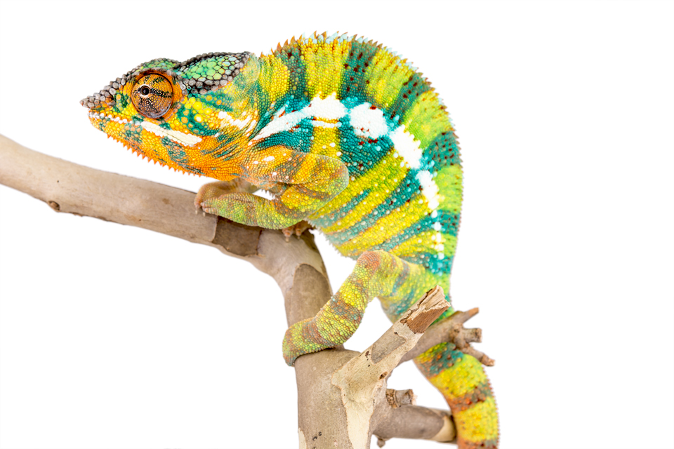 Bob-Marley-Panther-Chameleon-Canvas-Chameleons-2.jpg