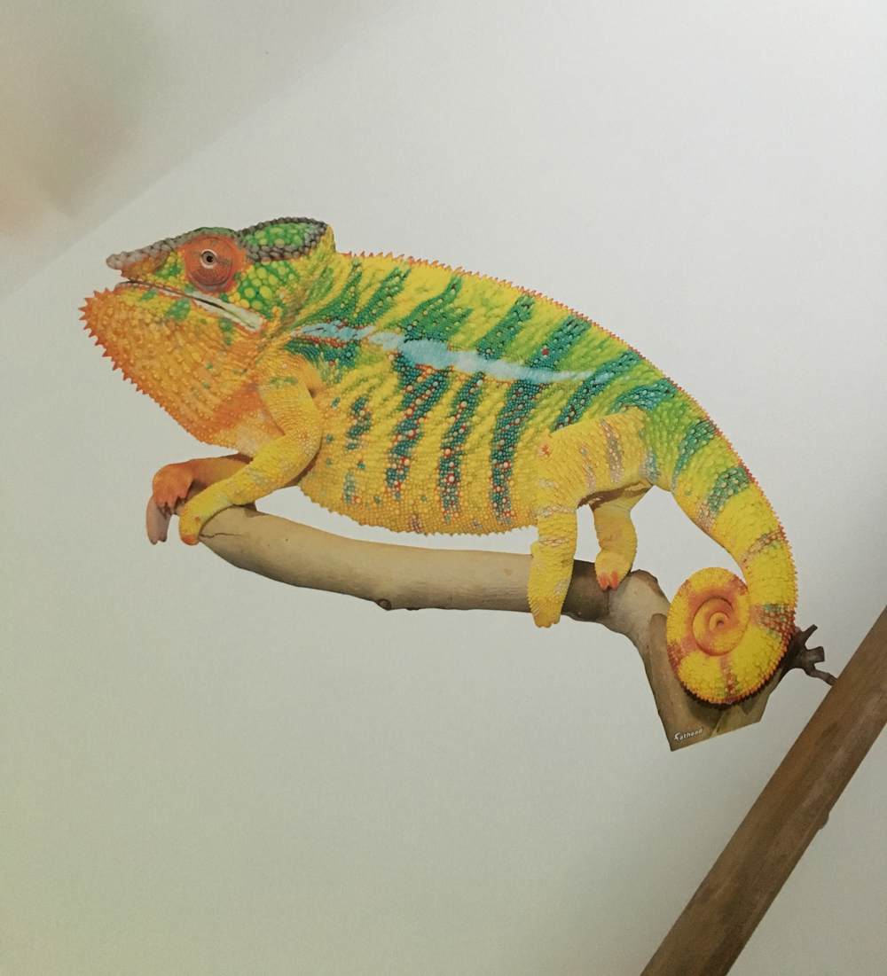 Canvas Chameleons Fathead (5).jpg