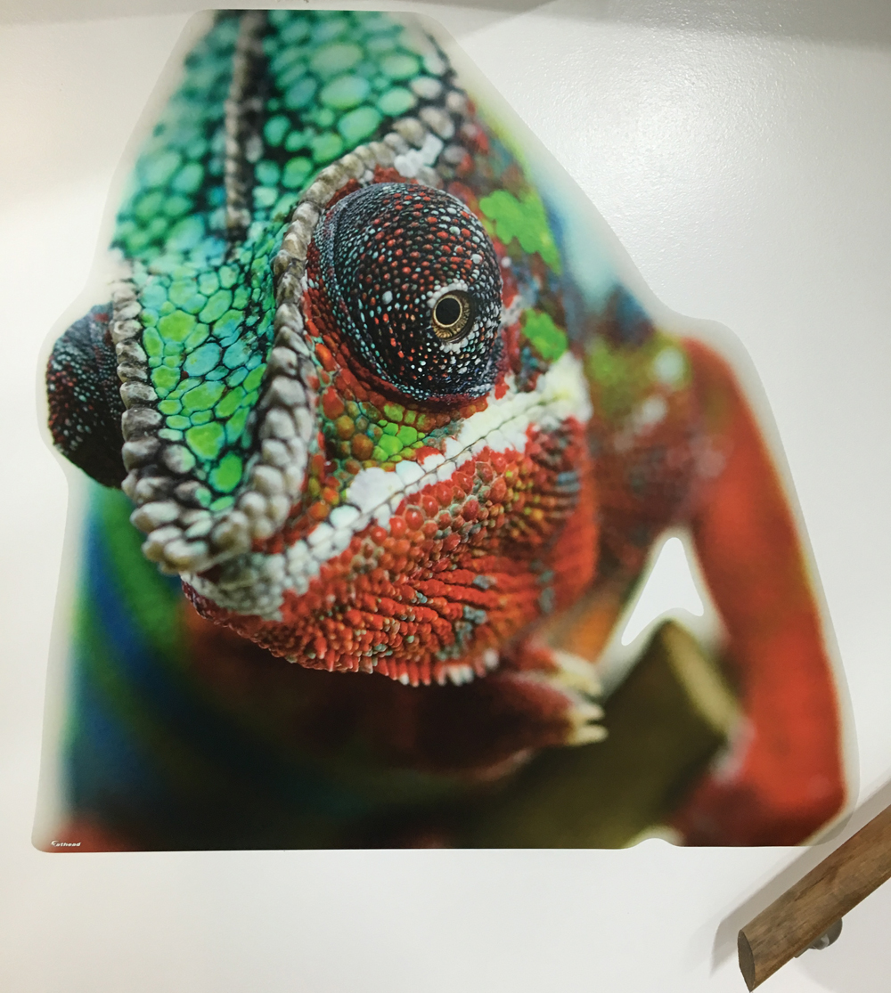 Canvas Chameleons Fathead (6).jpg