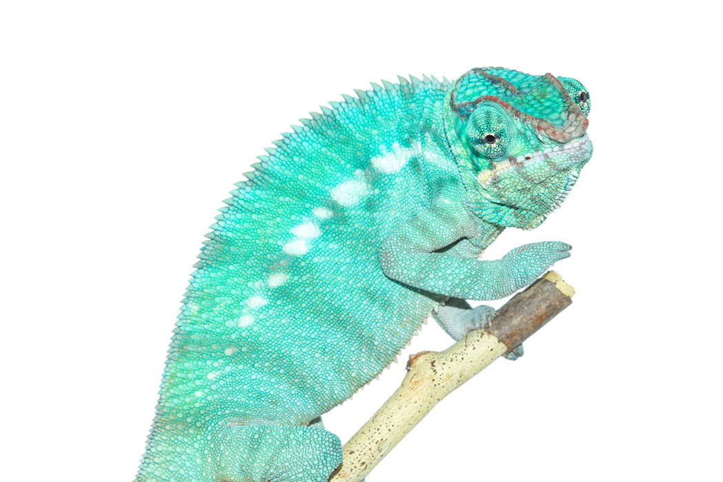 Canvas-Chameleons---Nosy-Be-2.jpg