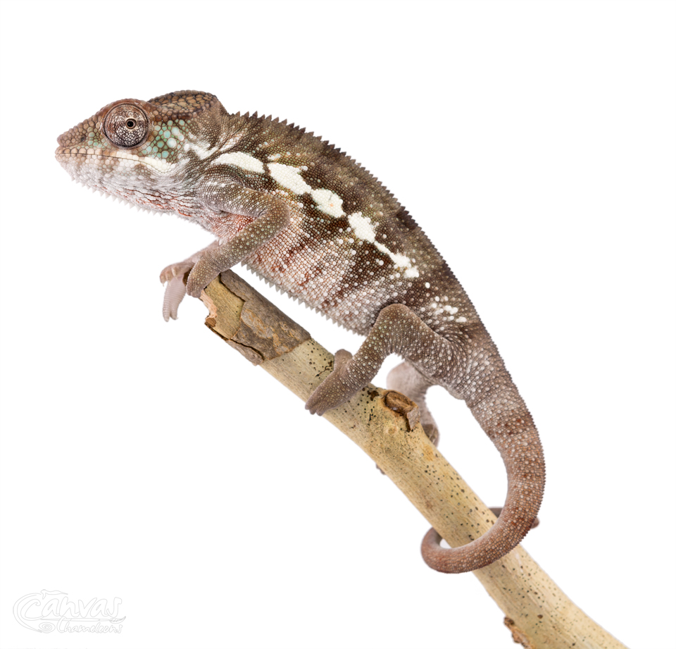 Canvas-Chameleons---Panther-Chameleon-(10-of-13).jpg