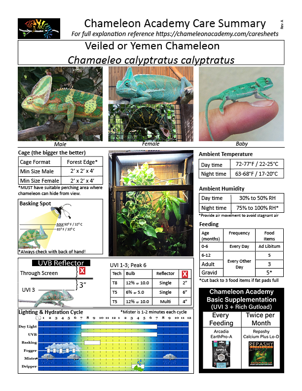 Basic Information Sheet: Veiled Chameleon - LafeberVet