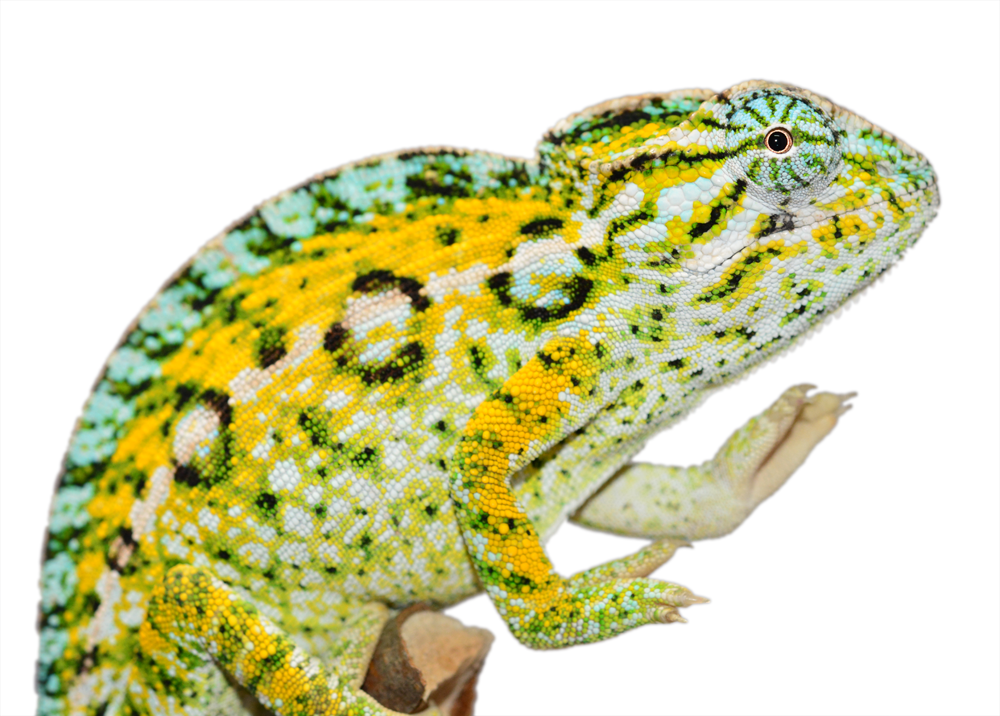 Carpet-Chameleon-Dave-Male-Lateralis-Canvas-Chameleons-2.png