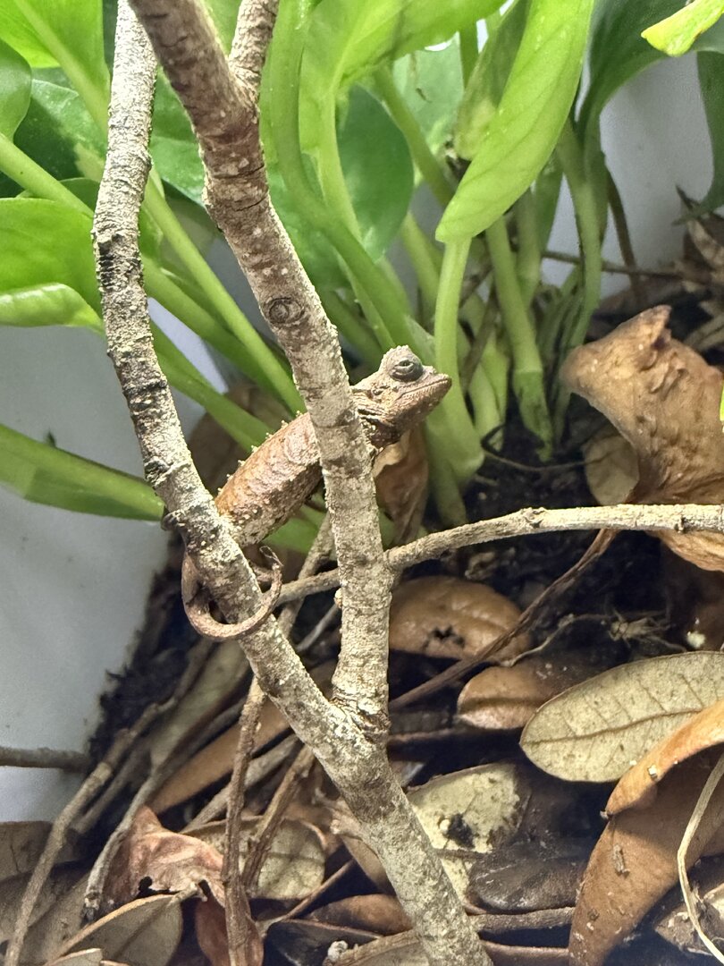 CBB brookesia.jpg