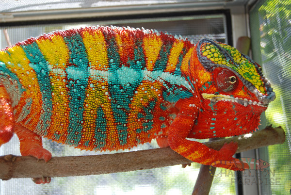 chameleon paradise wild thing.jpg