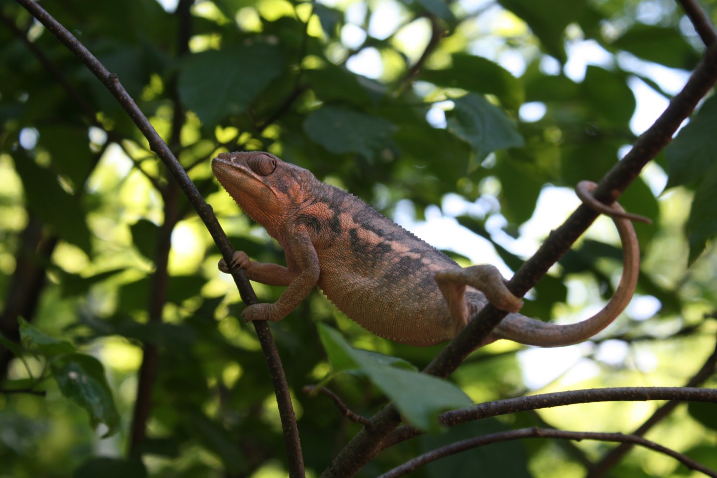 chameleons outside 2 010.JPG