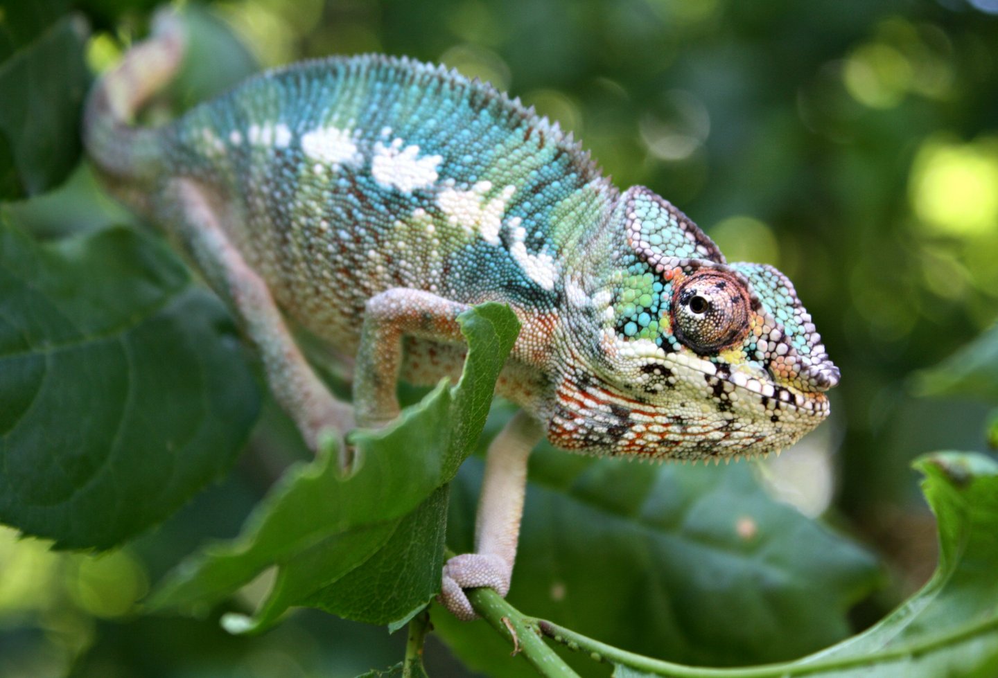 chameleons outside 2 013.JPG