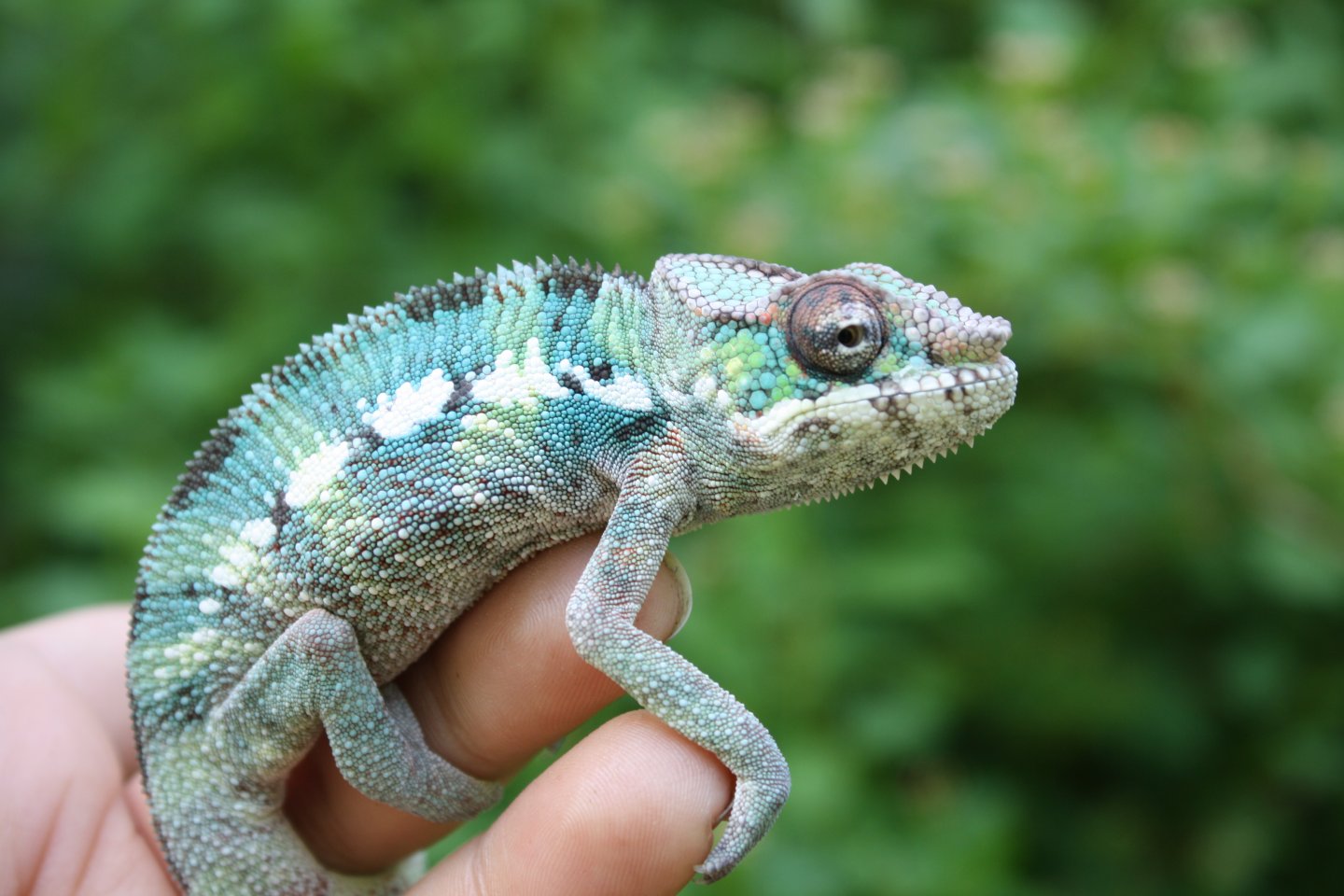 chameleons outside 2 098.JPG