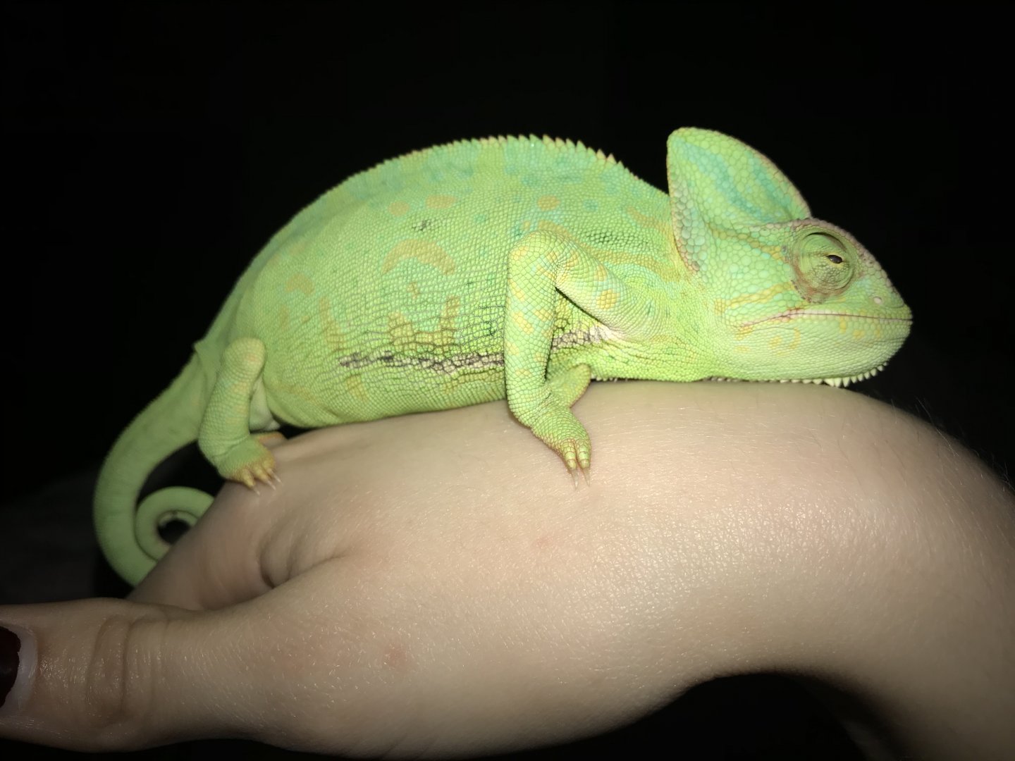 Frankie: FREE Female Veiled Chameleon For Sale | Chameleon Forums