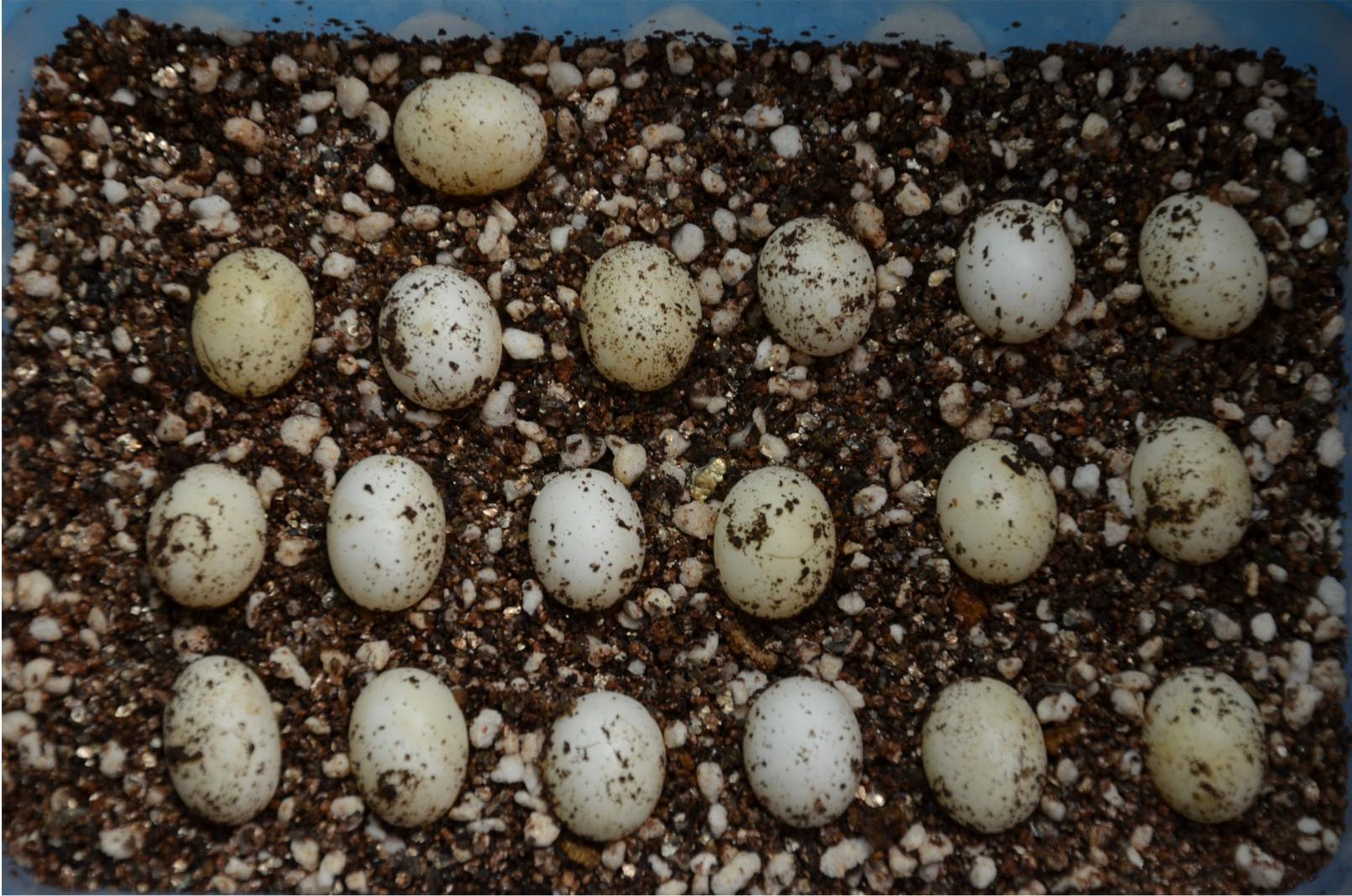 Some question about hatching eggs. | Chameleon Forums