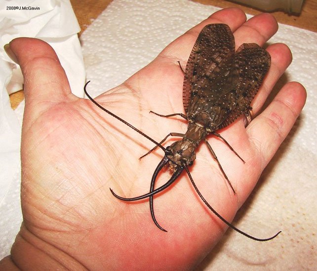 eastern_dobsonfly_male_july_10_2008_a_030.jpg