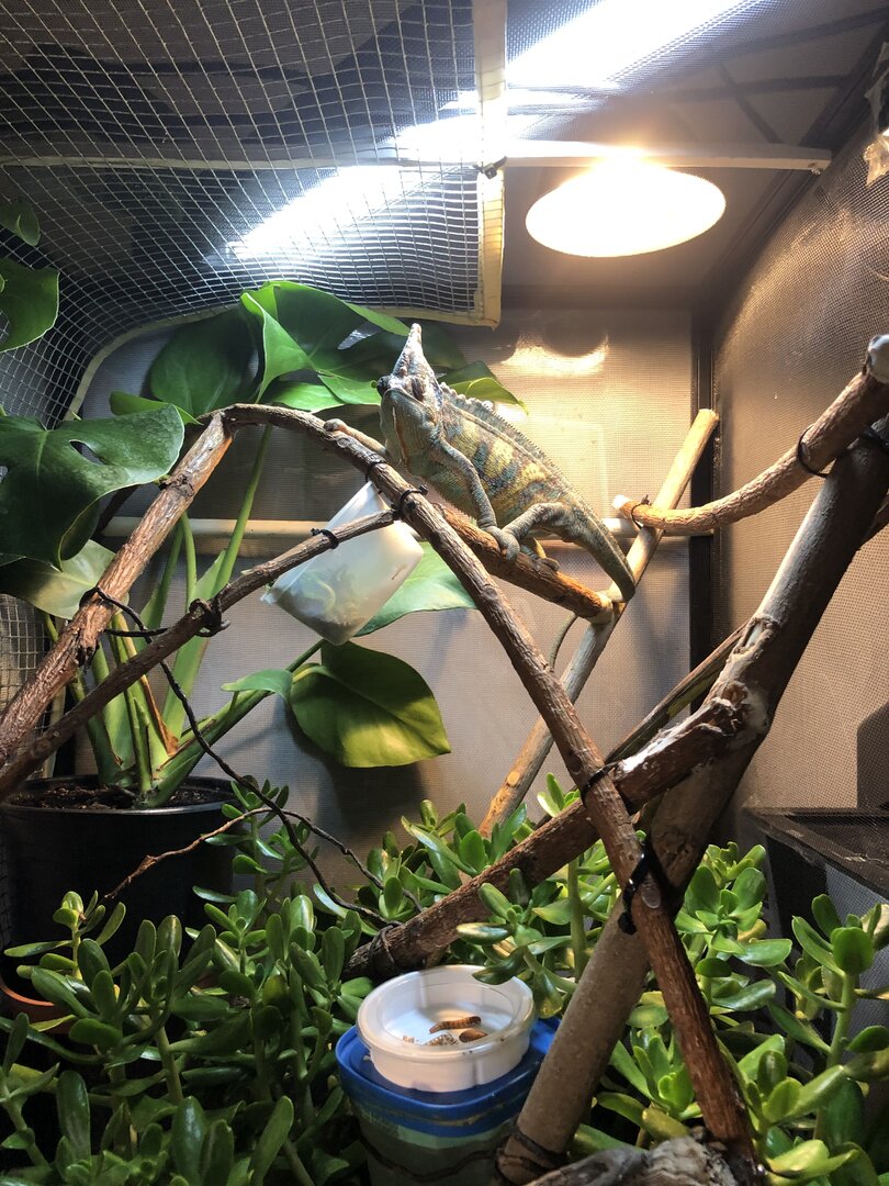 Cricket pen set up : r/Chameleons