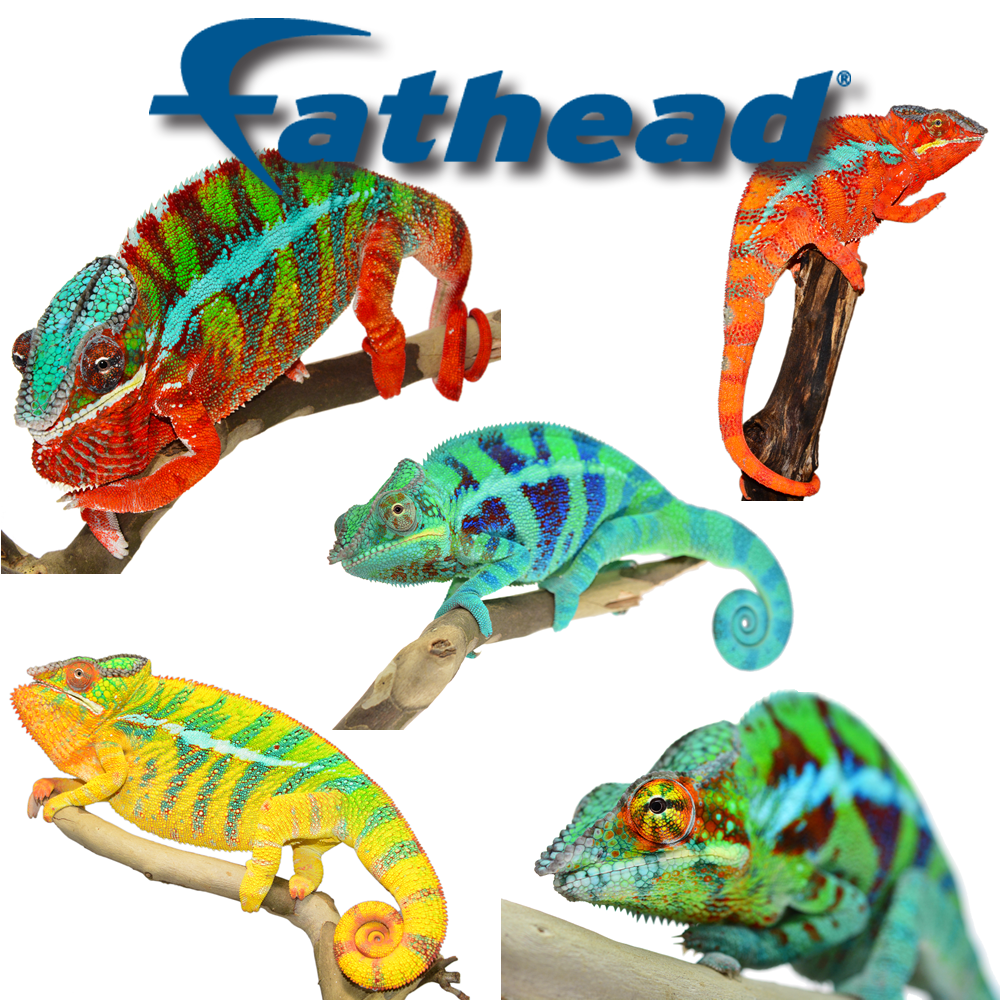 Fathead - Canvas Chameleons.png