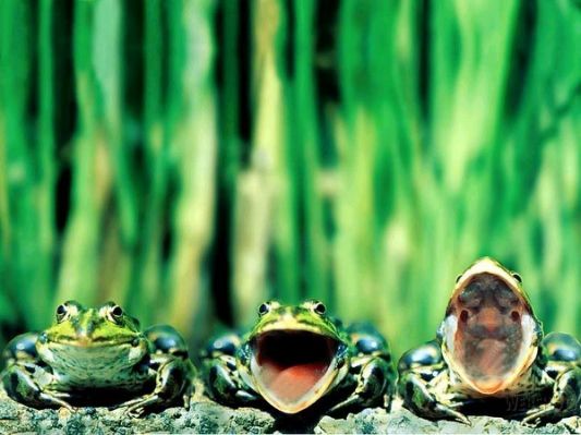 frogs-singing.jpg.cf.jpg