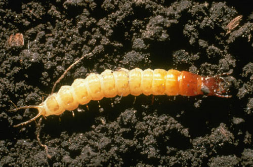 ground_beetle_larva_1.jpg