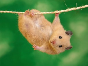 Hamster-300x225.jpg