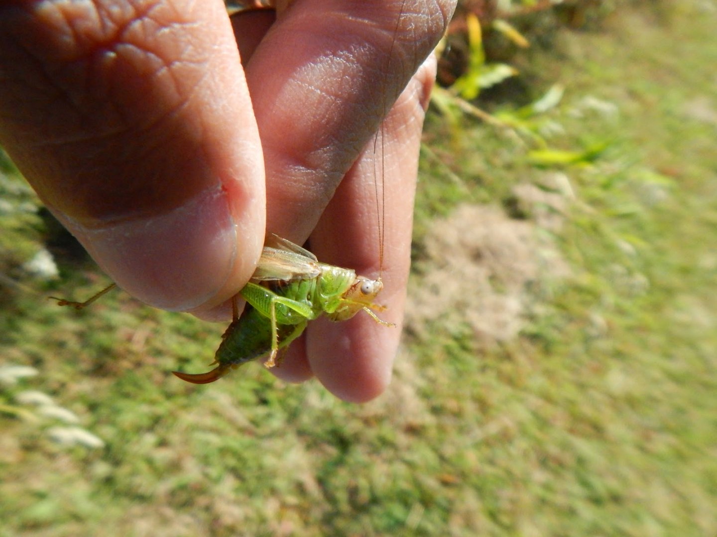 handsome meadow katydid female (2).JPG