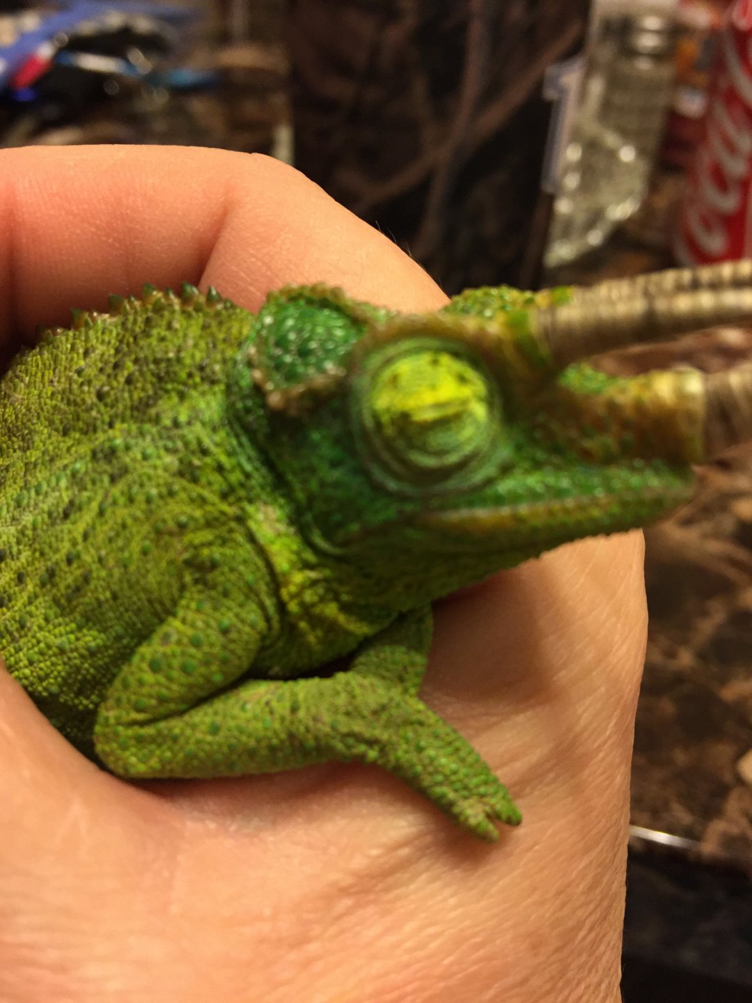 jackson chameleon stuffed animal