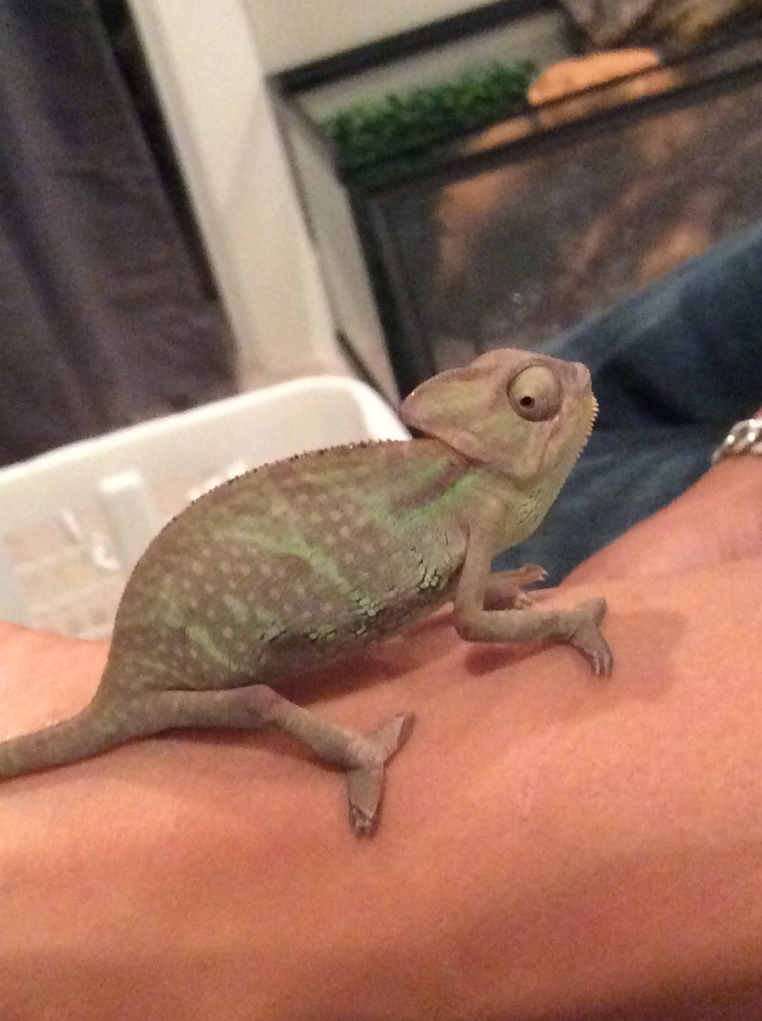 Chameleon hot sale price petsmart