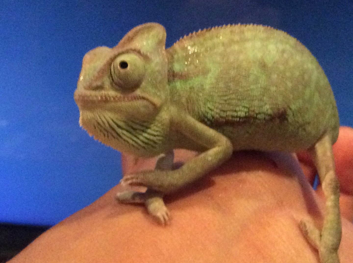 vilded chameleon from petsmart | Chameleon Forums