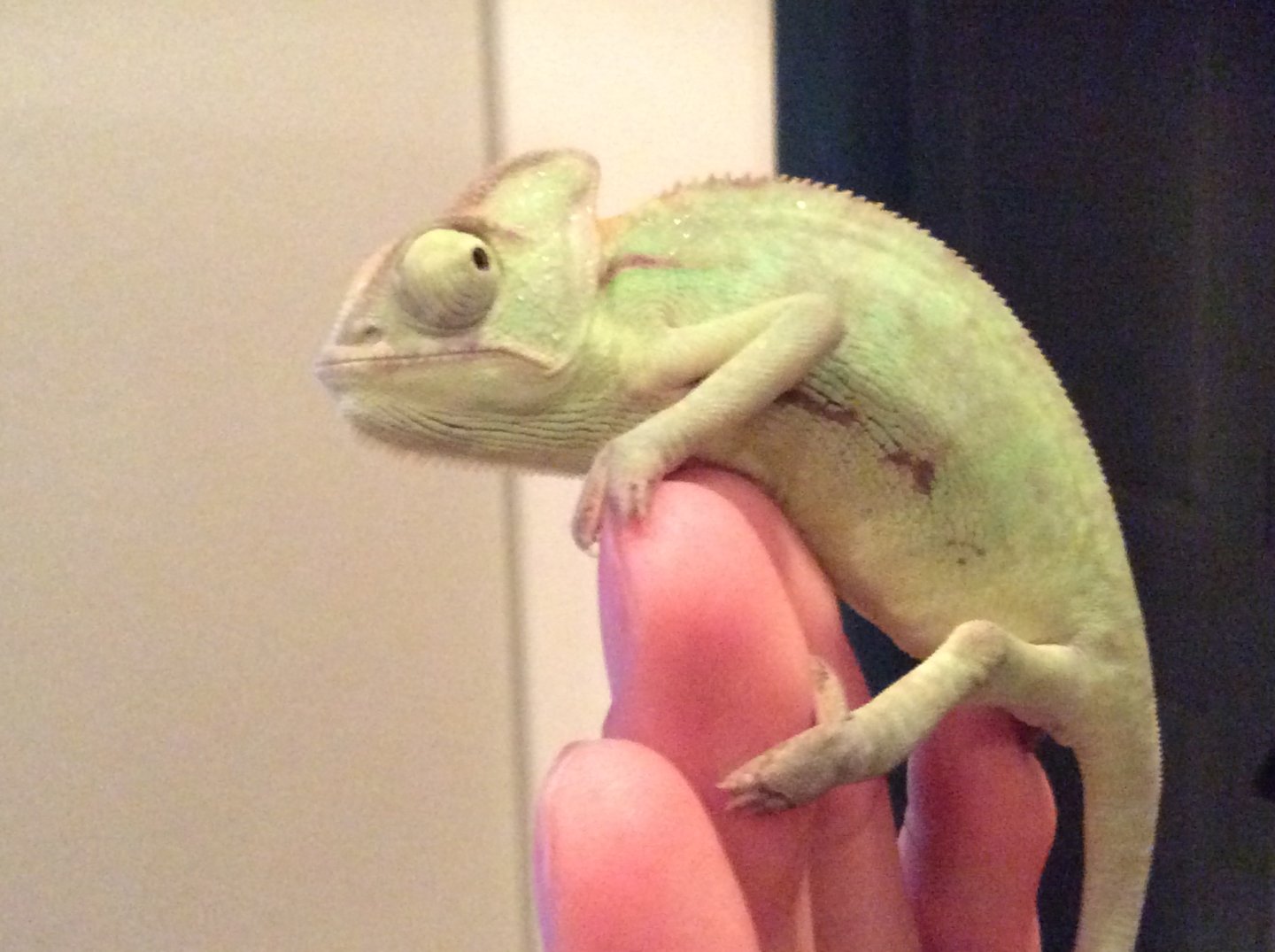 vilded chameleon from petsmart | Chameleon Forums