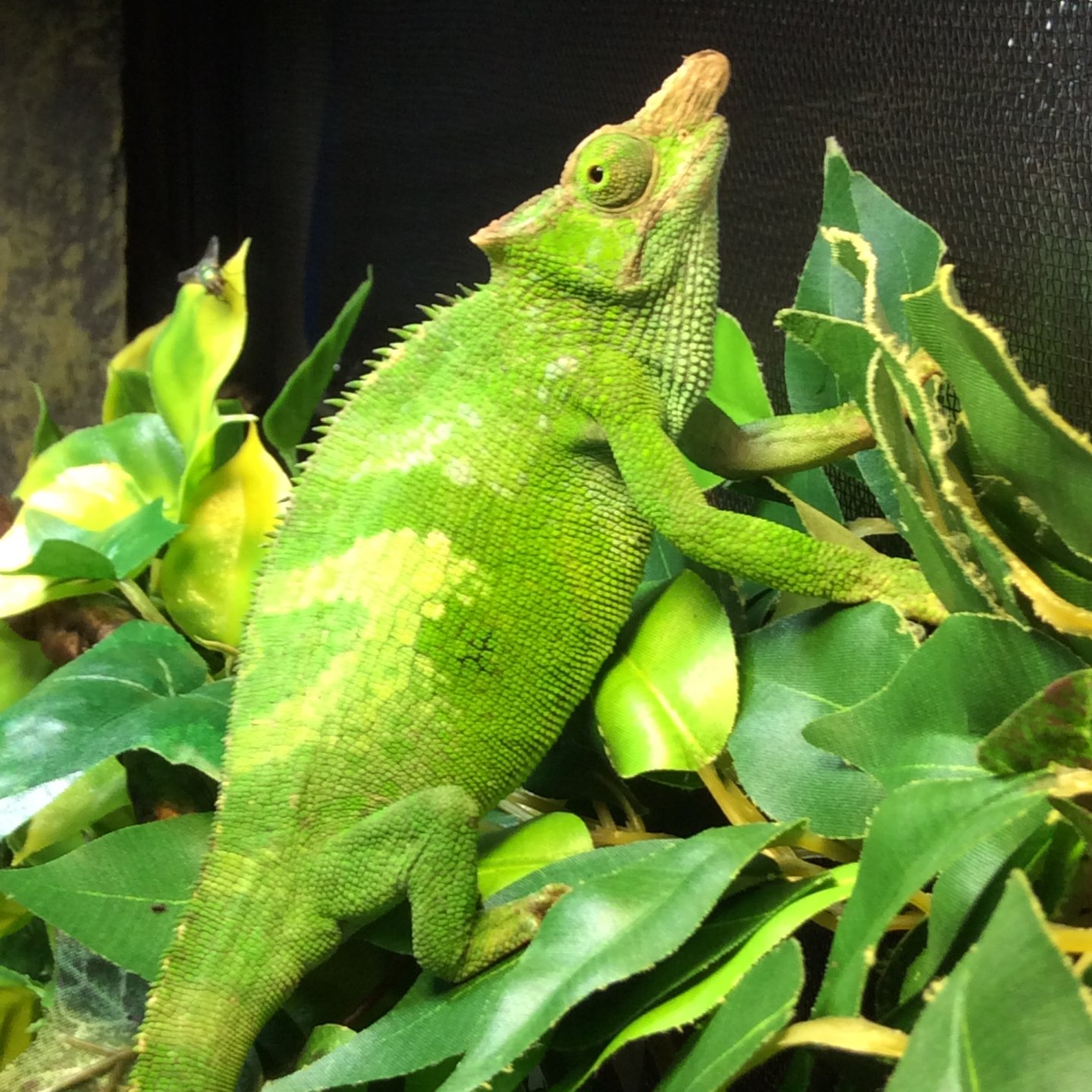 Chameleon petsmart 2024