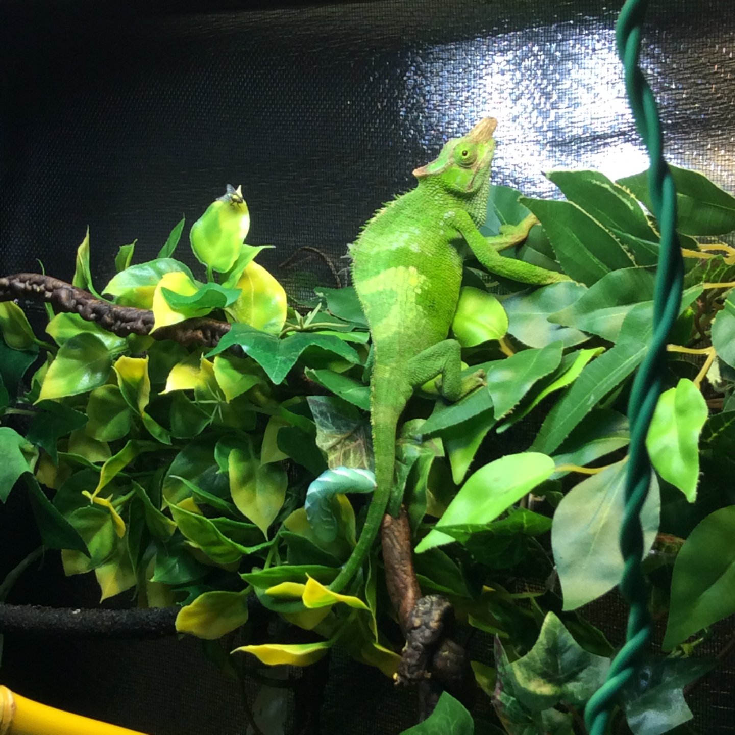 vilded chameleon from petsmart | Chameleon Forums