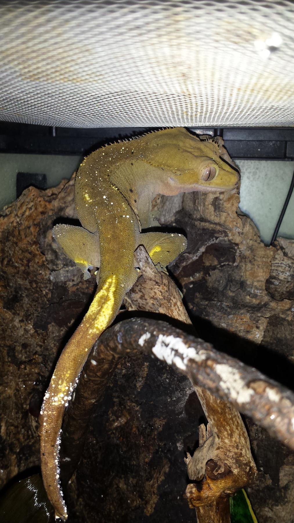 Free crested gecko sales to good home