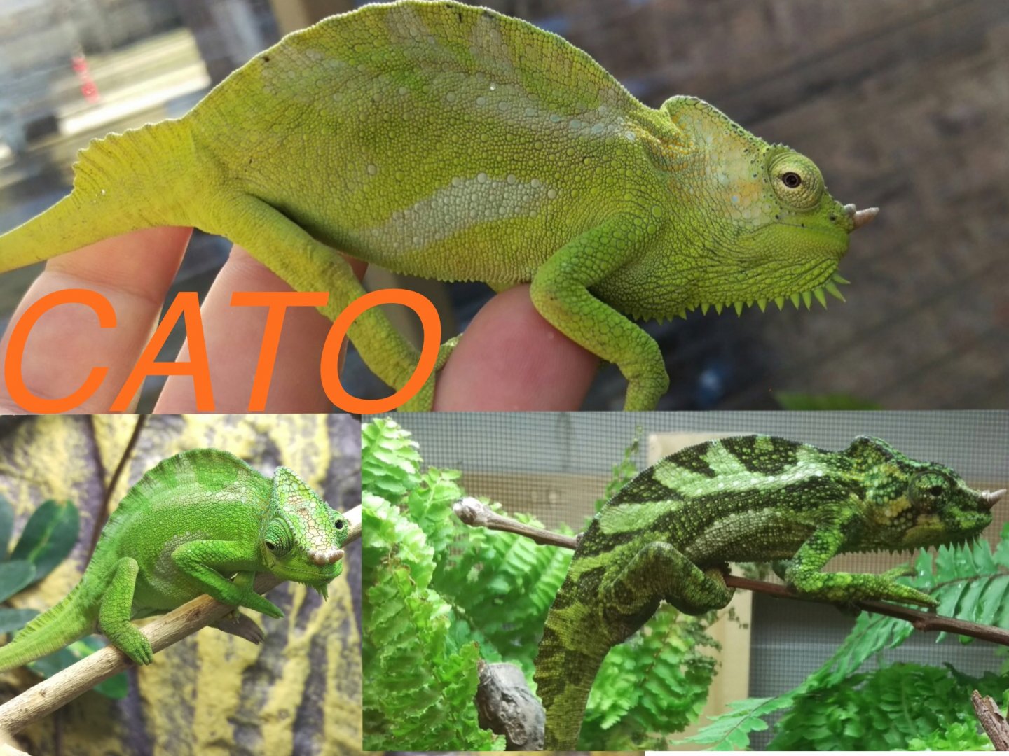 My Chameleon Family!! | Chameleon Forums