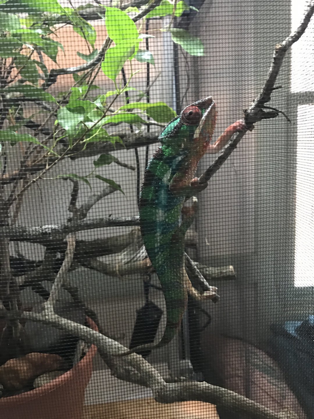 Can a cold grey day affect a chameleons activity/sleep | Chameleon Forums