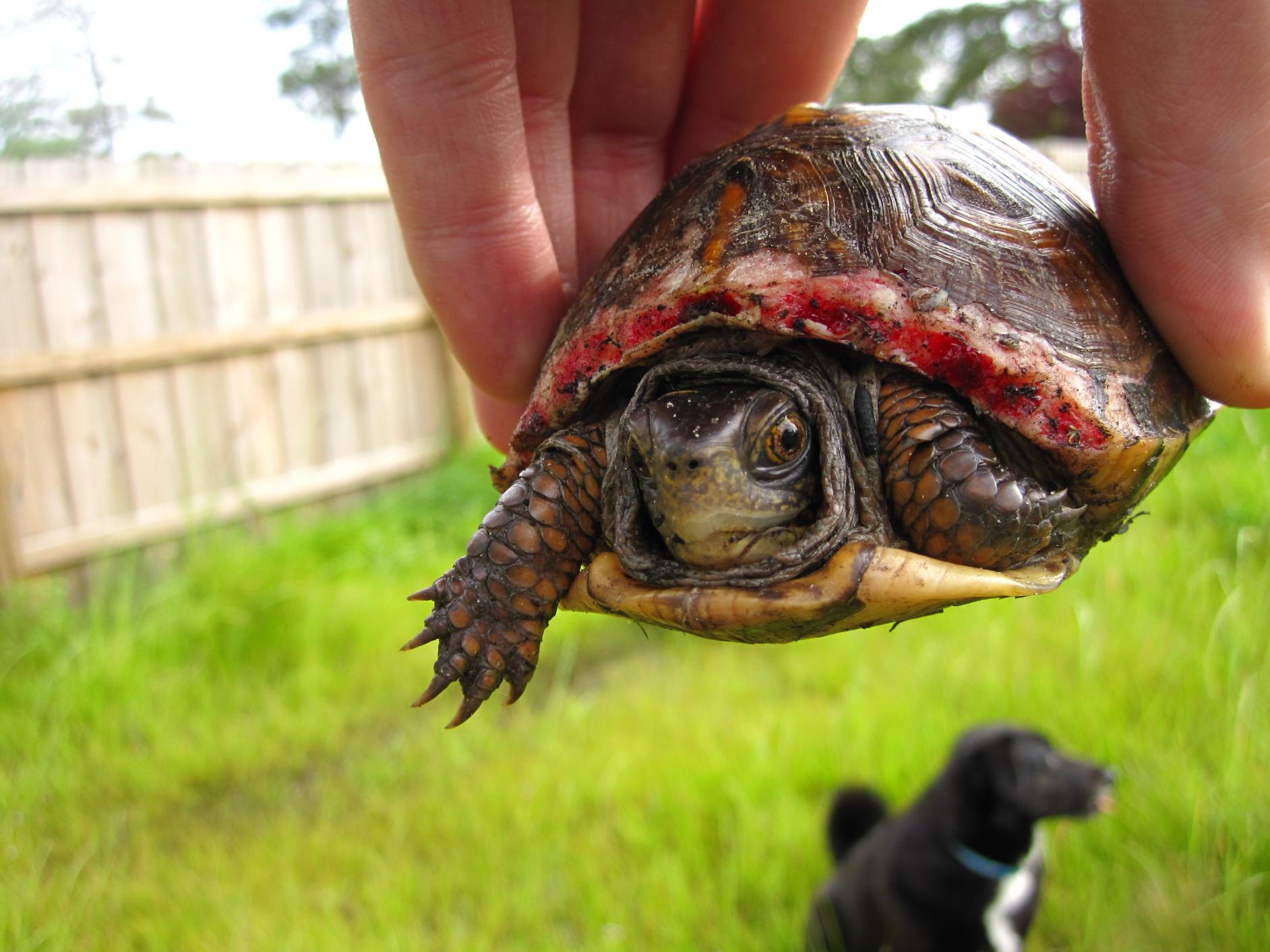 are turtles poisonous to dogs