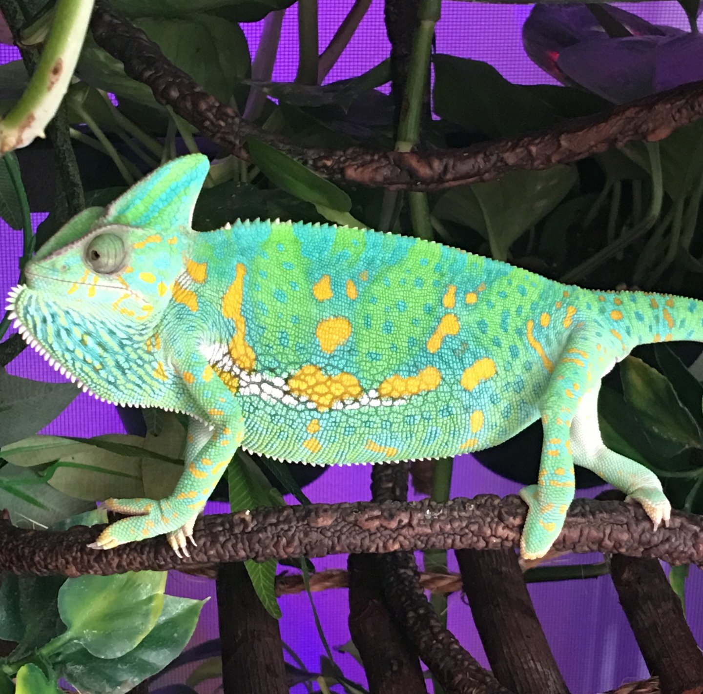 Anyone have a petco cham? | Chameleon Forums