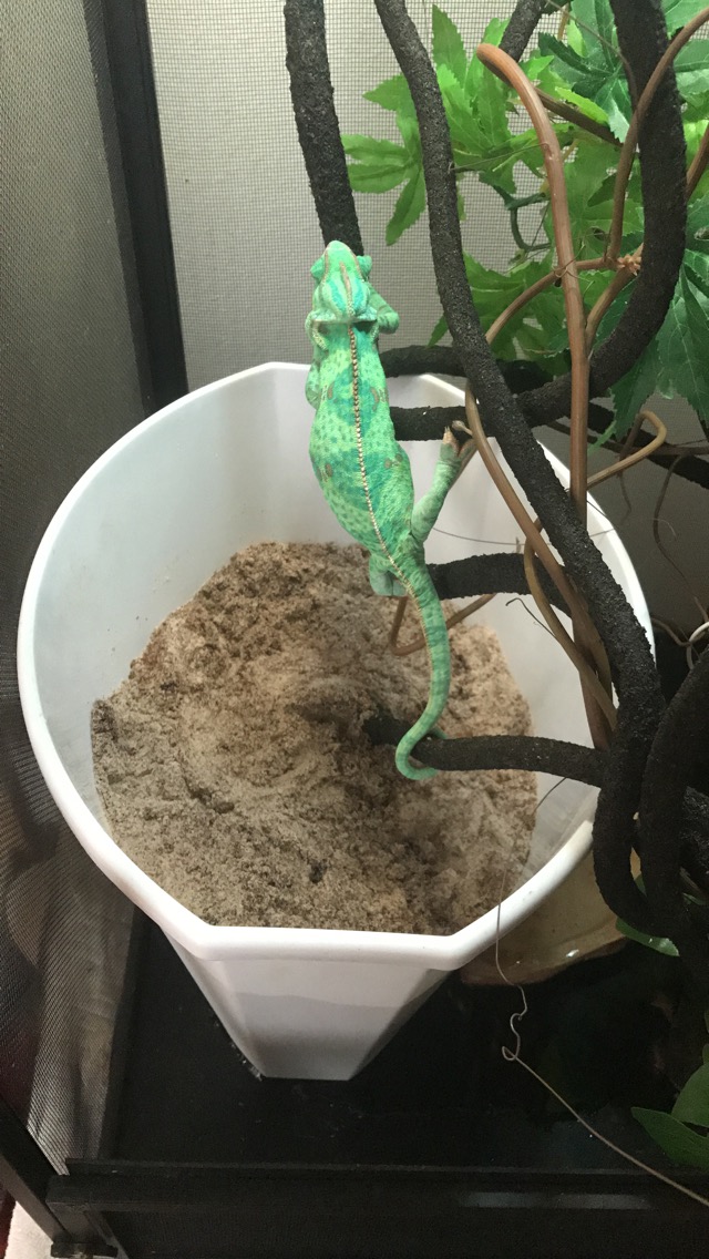 Veiled Egg Laying Issues | Chameleon Forums