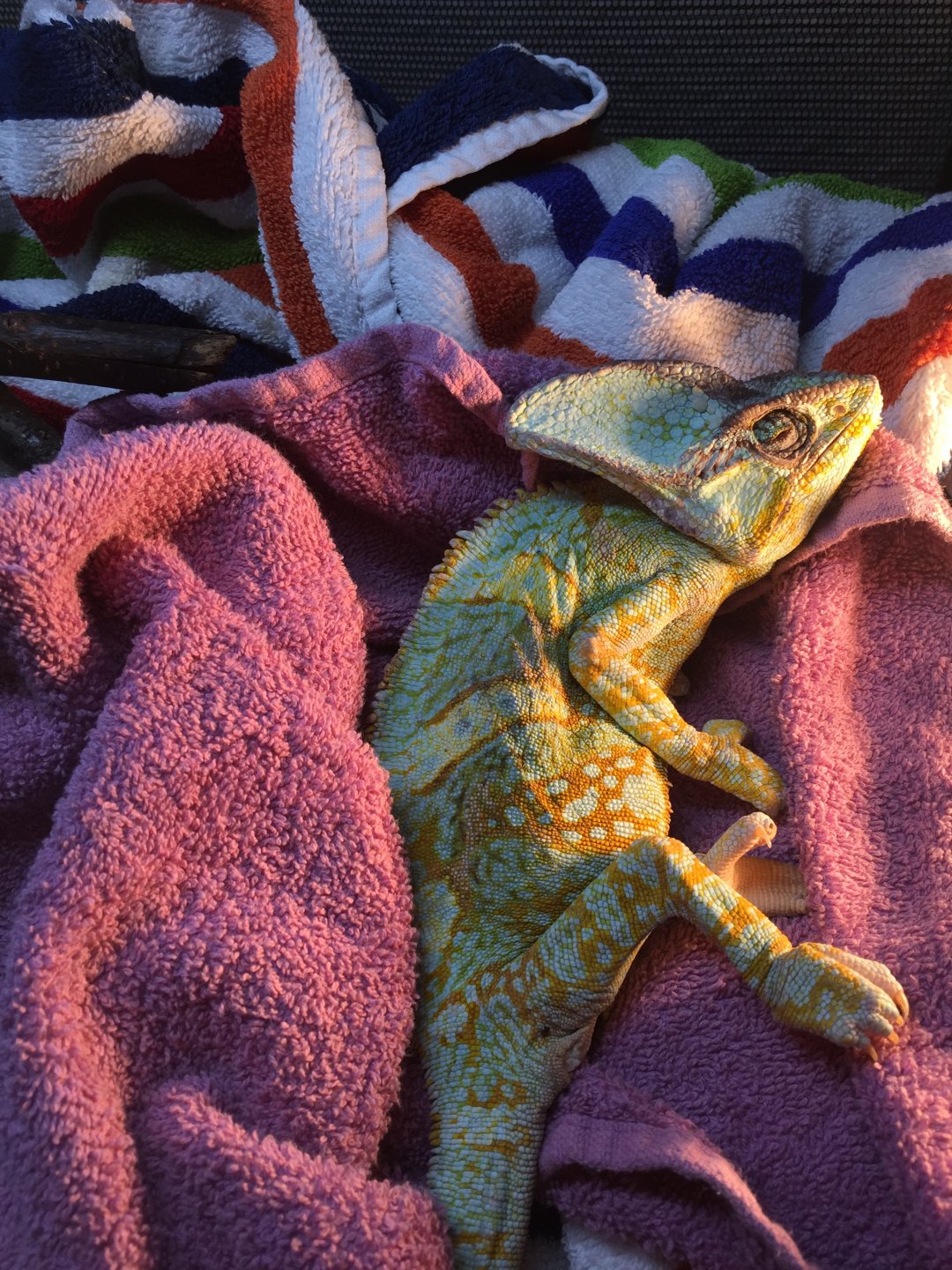 How Do I Know When My Cham Is Dead Chameleon Forums