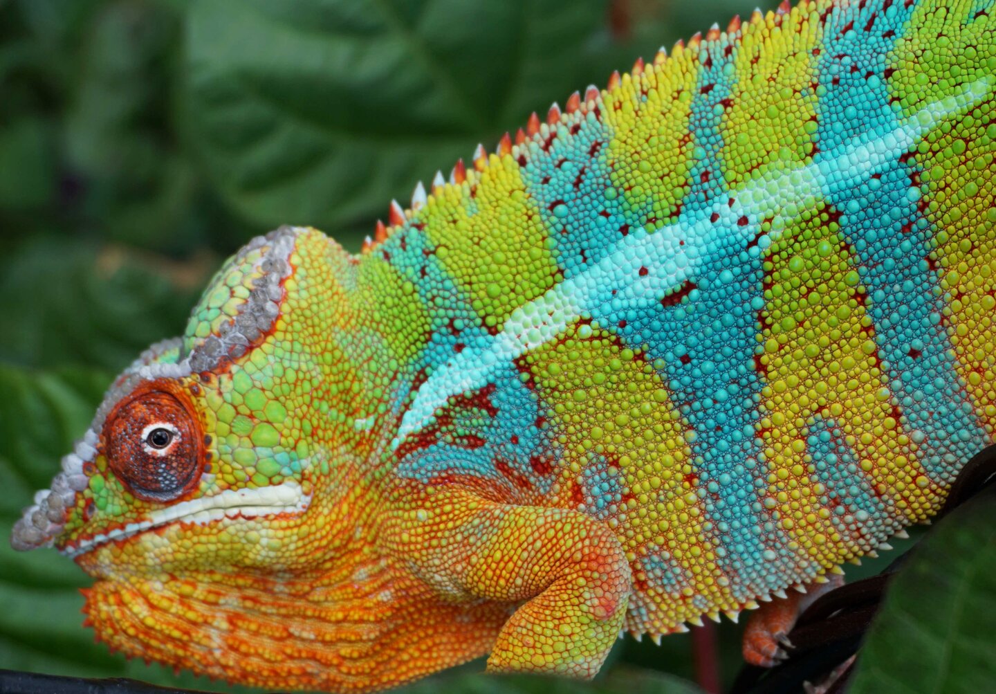 US - Ambilobe Panther Chameleon EGGS from amazing genetic | Chameleon