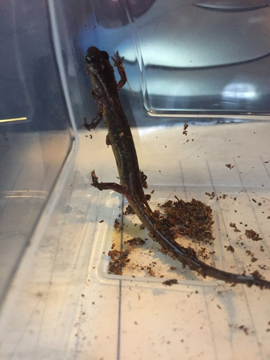 Kitchen Lizard.JPG