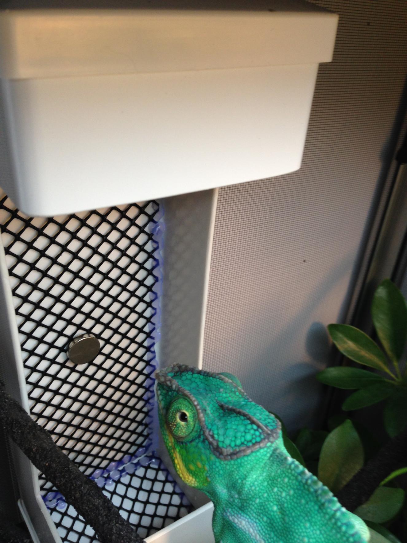 Chameleon best sale feeder cup