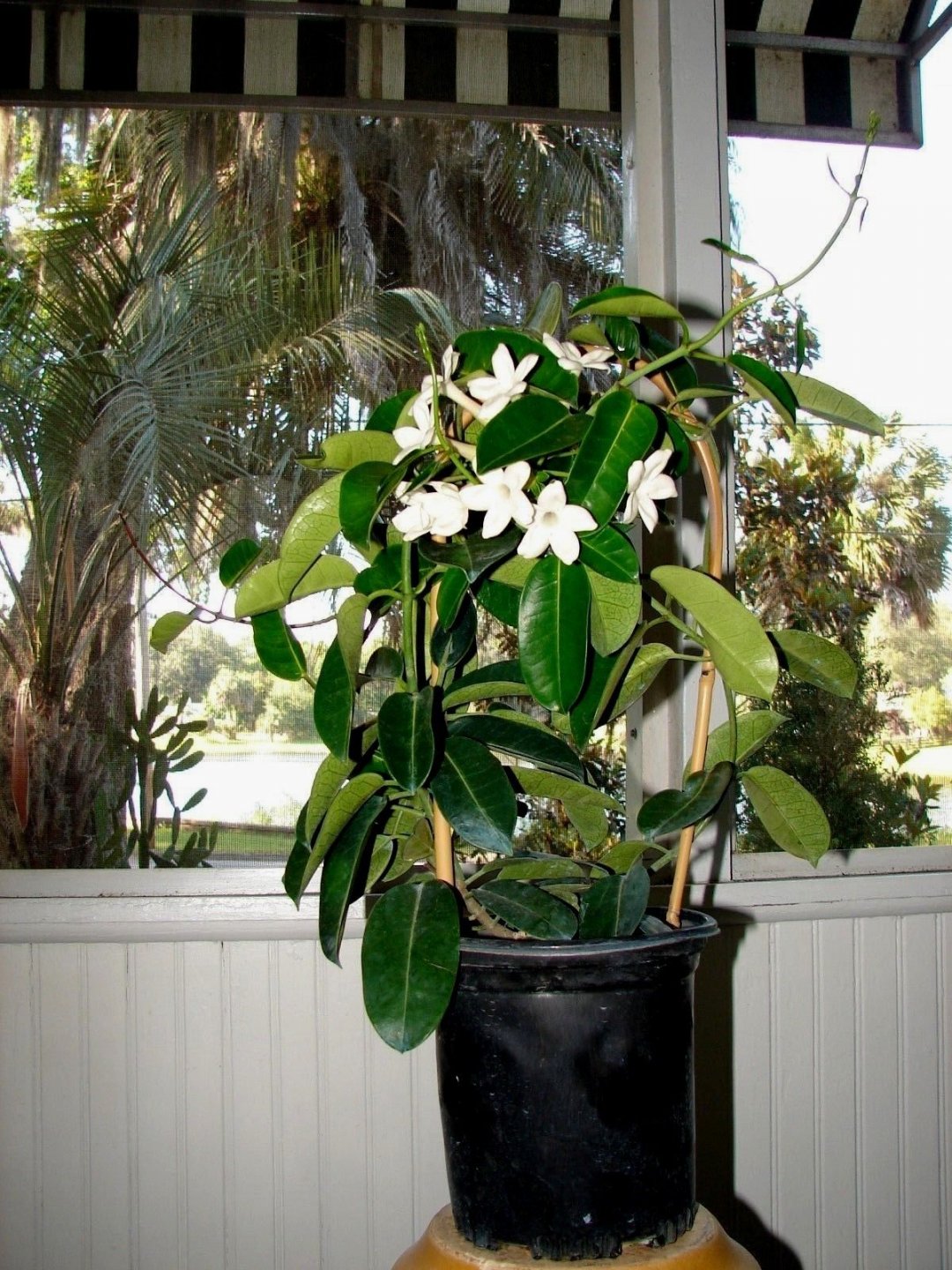 madagascar jasmine.jpg