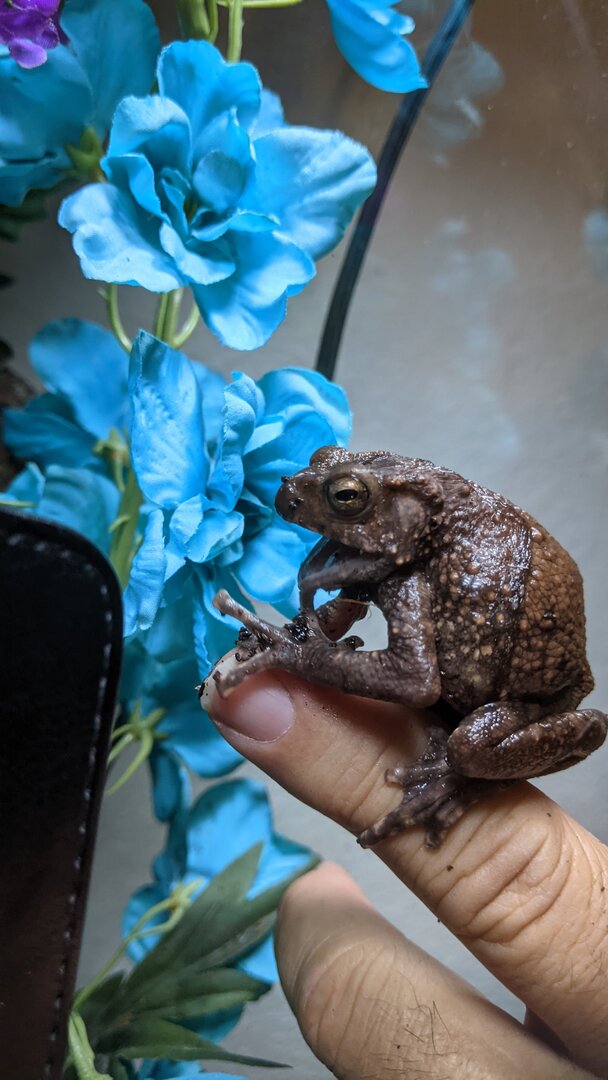 Frog Forum - Gray Tree Frog Care and Breeding