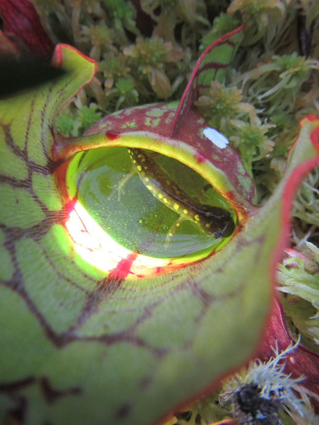 salamander-pitcher-plant-pdmoldowan-02.jpg.653x0_q80_crop-smart.jpg