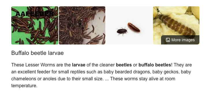 reference Skynd dig plyndringer Small worms with dubia roaches? Buffalo beetle life cycle? | Chameleon  Forums