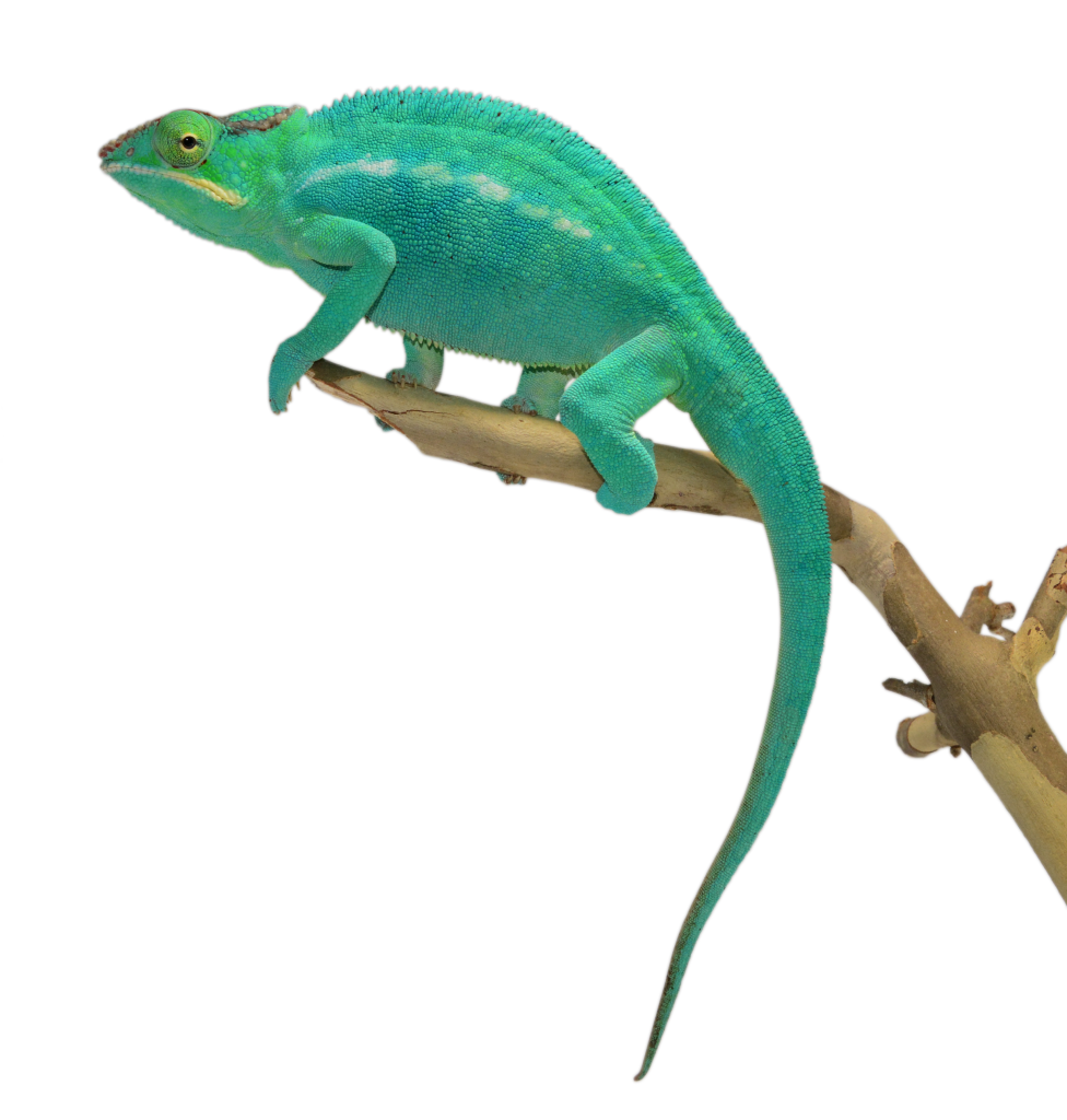 Stitch-Nosy-Be-Breeder-Canvas-Chameleons-2-976x1024.png