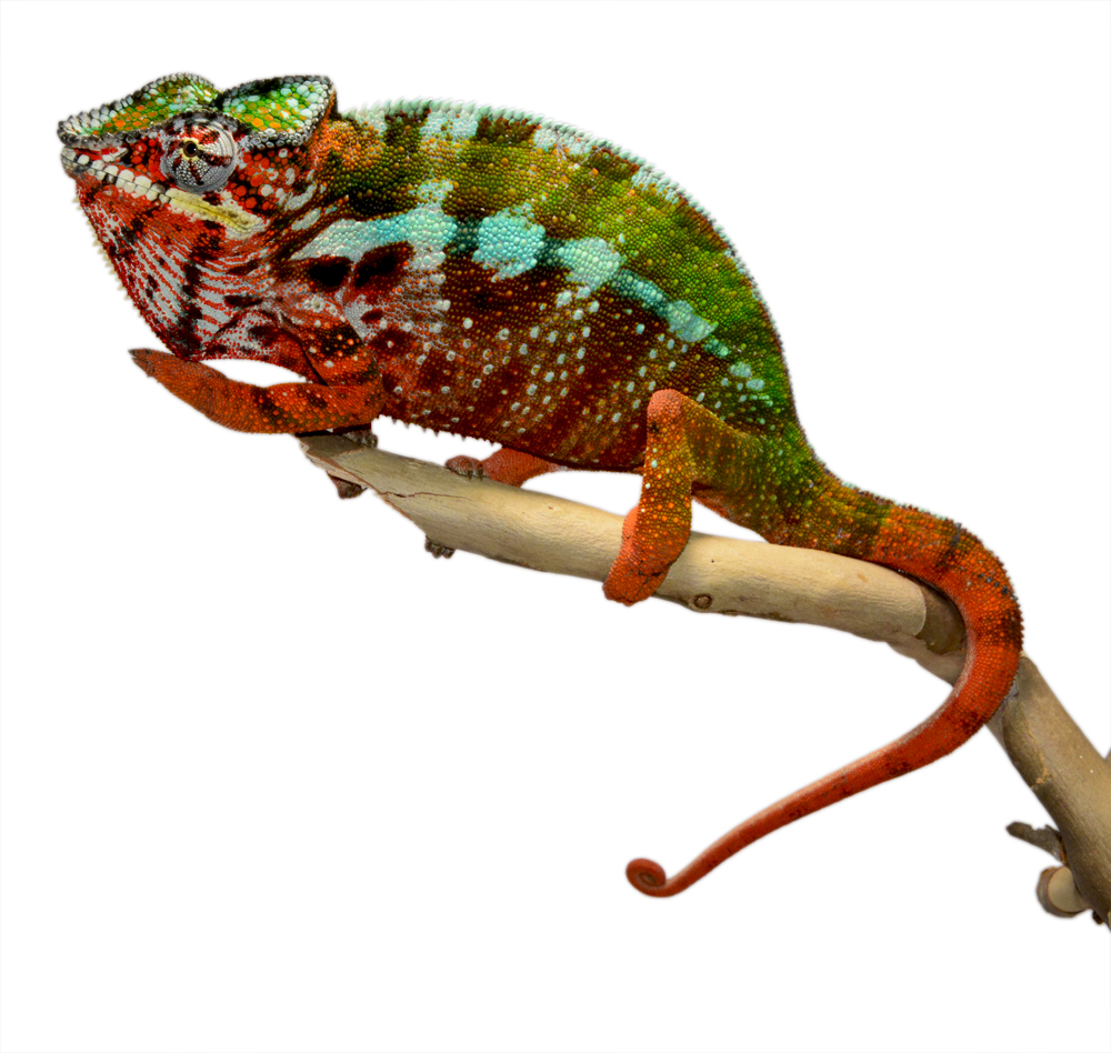 Tamatave Male #1 - Canvas Chameleons (2) small.jpg