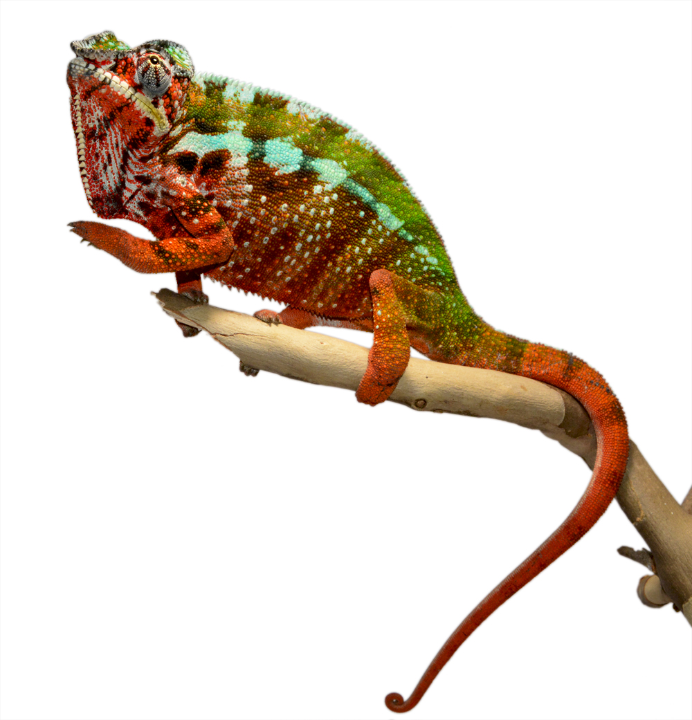 Tamatave Male #1 - Canvas Chameleons (3) Small.jpg