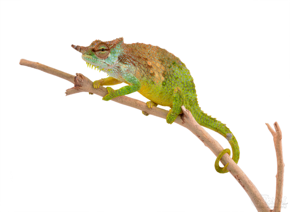 Trioceros Pfefferi - Pfeffer's Chameleon - Canvas Chameleons - Male (3) w.jpg