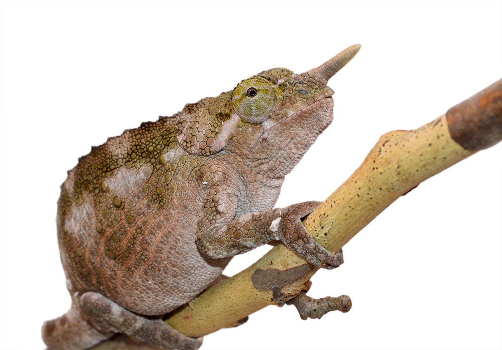 Trioceros Werneri - Werner's Chameleon - Canvas Chameleons - Female (2) Small.jpg