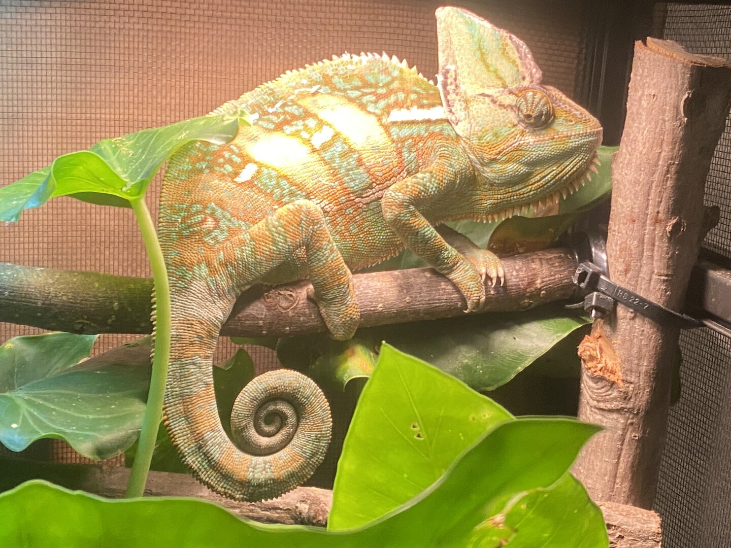 veiled-chameleon.jpg