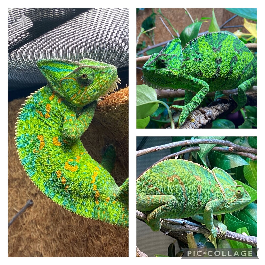 Veiled Chameleon Laying 101 | Chameleon Forums