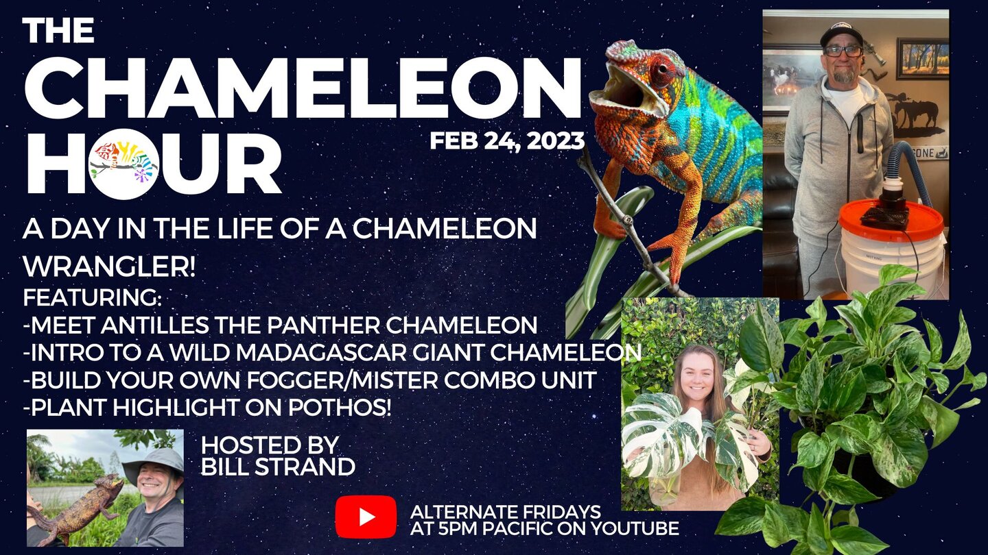 Chameleon Hour 022423 Day in the life.jpg